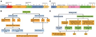 Changes in Rats’ Gut Microbiota Composition Caused by Induced Chronic Myocardial Infarction Lead to Depression-Like Behavior